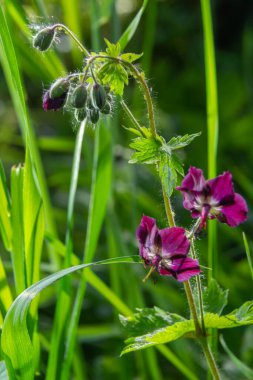Vahşi doğada, bahar ormanlarında, sardunya fatihi çiçek açar..