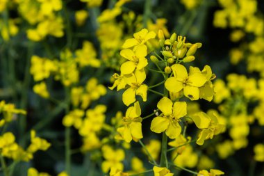 Kolza tohumu tarlası, çiçek açan kanola çiçekleri kapanıyor. Yazın sahada tecavüz. Parlak sarı kolza yağı. Çiçekli kolza tohumu.