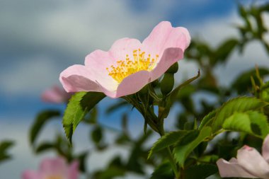 Köpek gülü Rosa canina açık pembe çiçekler dallarda çiçek, güzel yabani çalı, yeşil yapraklar.