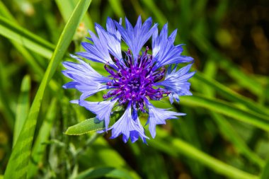 Cornflower, Centaurea siyanus, Asteraceae. Çiçek bitkisi ya da bahçede bekarlığa veda çiçeği.