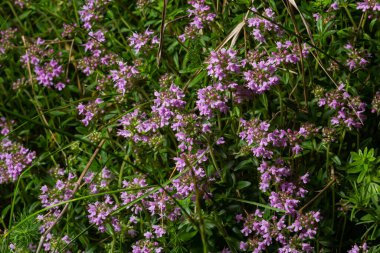Thymus Serpilllum, Breckland kekiğinin makrofotografı. Çamlık yaban kekiği, sürünen kekik, ya da elf kekikleri. Doğal tıp. Mutfak malzemeleri ve yaşam alanındaki mis kokulu baharat..