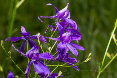 Çatallı tarla faresi, Consolida regalis ya da Vahşi Delphinium mavi çiçekleri, sığ alan derinliği. yaz bitkileri.