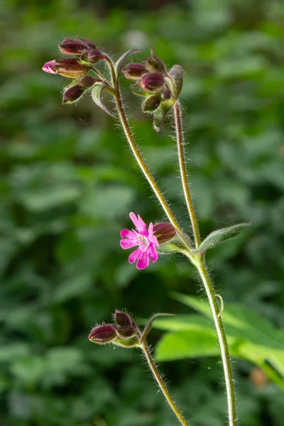 Red Campion Silene Dioica Growing Wild Banks River Wansbeck Northumberland — Stock Photo, Image