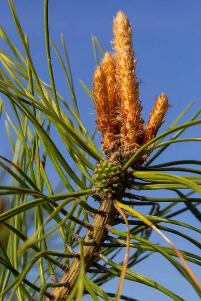 Gibt Lange Knospen Einem Kiefernzweig Knospen Erscheinen Frühling Der Kiefer — Stockfoto