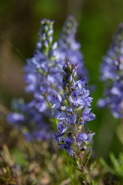 Lkbaharda Veronica Otların Arasında Vahşi Doğada Çiçek Açar — Stok fotoğraf