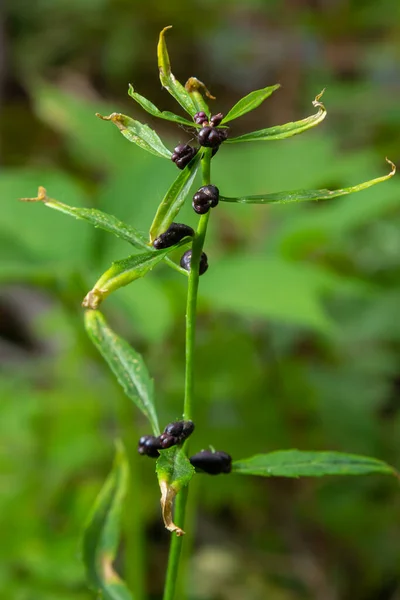 봄에는 알뿌리의 Bulbils Coralroot Cardamine Bulbifera 입니다 숲에서 환경에서 — 스톡 사진