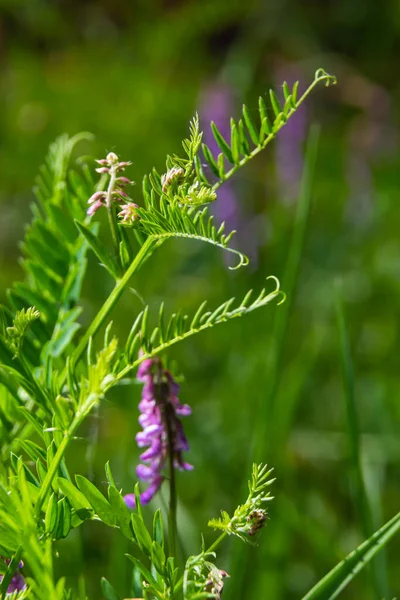 Fragile Purple Flowers Background Woolly Fodder Vetch Vicia Villos Blossom — Stock Photo, Image