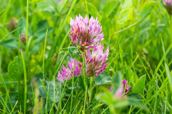 Dark pink flower. Red clover or Trifolium pratense inflorescence, close up. Purple meadow trefoil blossom with alternate, three leaflet leaves. Wild clover, flowering plant in the bean family Fabaceae.