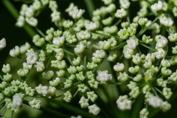 Deze Foto Toont Witte Bloemen Anthriscus Sylvestris Een Donkere Achtergrond — Stockfoto
