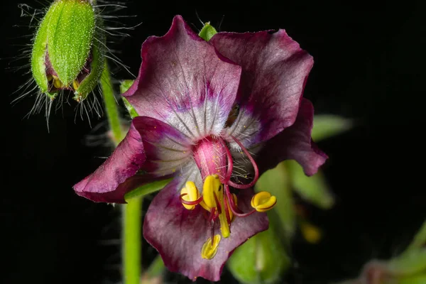 Geranium phaeum, Geraniaceae familyasından bir bitki türüdür ve genellikle esmer turna tasarısı olarak bilinir. Esmer turna gagalı çiçekler, Geranium phaeum, makro.