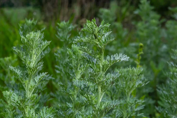 明るい緑のワームウッドブッシュ スパイス 薬用植物の栽培の概念 — ストック写真
