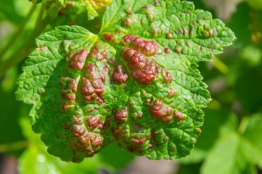 Siyah yaprak tarafından etkilenen kırışık yaprakları ile meyve ağacının şube. Kiraz ağacı, kiraz ağacında siyah sinek, Bahçe zararlıları şiddetli hasar.