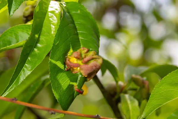 Detail of peach leaves with leaf curl, Taphrina deformans, disease. Leaf disease outbreak contact the tree leaves.
