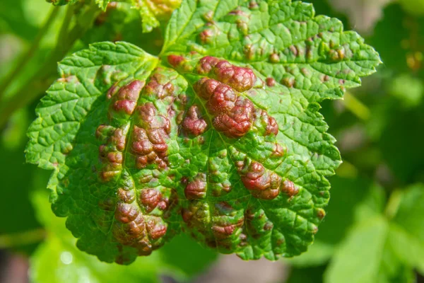 Siyah yaprak tarafından etkilenen kırışık yaprakları ile meyve ağacının şube. Kiraz ağacı, kiraz ağacında siyah sinek, Bahçe zararlıları şiddetli hasar.