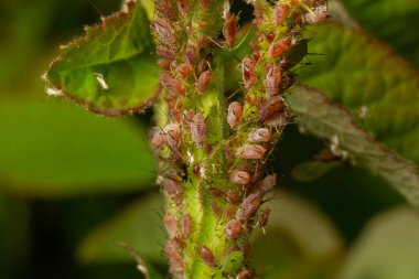 Macrosiphum rosae, yaprak biti, Aphididae, Hemiptera familyasından bir yaprak biti..