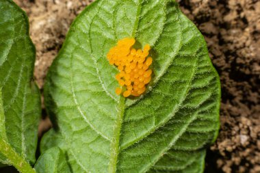 Colorado potato beetle eggs eat potato leaves, Leptinotarsa decemlineata. clipart