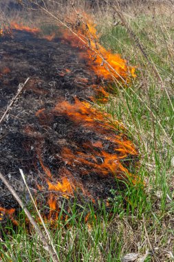 Bahçede eski kuru otları yakmak. Tarlada yanan kuru otlar. Orman yangını. Sakal tarlası çiftçiler tarafından yakılıyor. Sahada yangın.