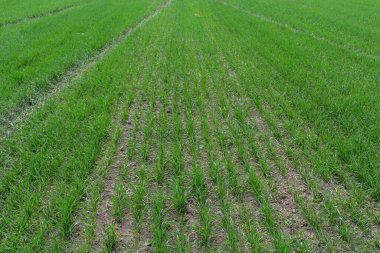 Toprakta yetişen küçük buğday fideleri. Tarım ve tarım teması. Organik gıda sahada üretiliyor. Doğal arkaplan.