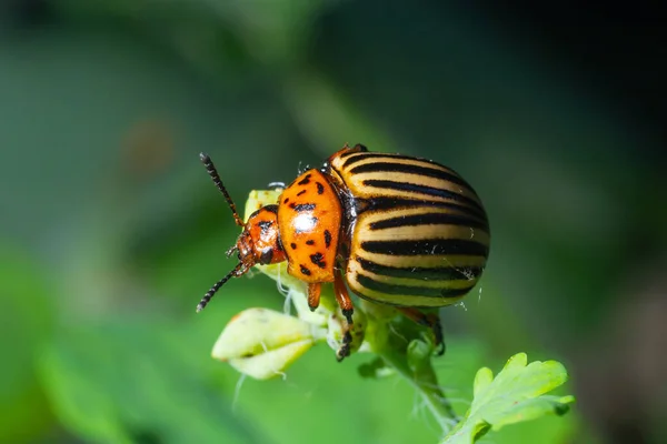 Colorado Potato Beetle Leptinotarsa Decemlineata Eats Leaves Macro Shooting Soft — Stock Photo, Image