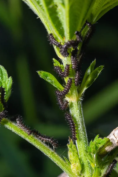 Bruchi Buck Moth Hemileuca Maia Una Foglia — Foto Stock