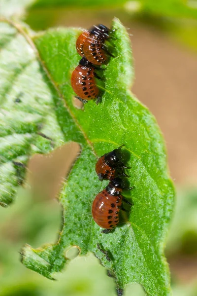 Potato Cultivation Destroyed Larvae Beetles Colorado Potato Beetle Leptinotarsa Decemlineata — Stock Photo, Image