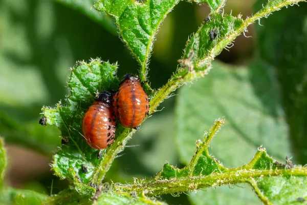 Potato Cultivation Destroyed Larvae Beetles Colorado Potato Beetle Leptinotarsa Decemlineata — Stock Photo, Image