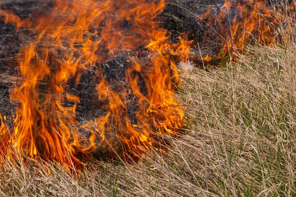 Bruciando Vecchia Erba Secca Giardino Erba Secca Fiammeggiante Campo Incendio — Foto Stock