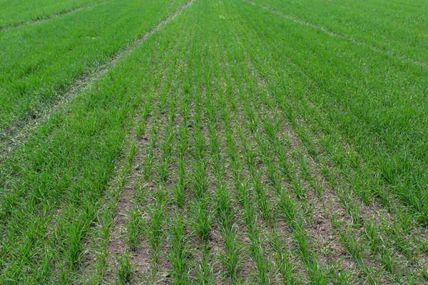 Toprakta yetişen küçük buğday fideleri. Tarım ve tarım teması. Organik gıda sahada üretiliyor. Doğal arkaplan.