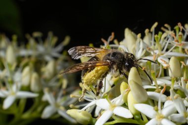 Polen sepeti olan bal arısı beyaz çiçeklerin üzerine oturur. Cornus alba, kırmızı kabuklu, beyaz veya Sibirya dogwood 'u..