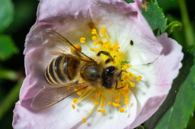 Bal arısı Apis Mellifera çalı köpeğinin beyaz çiçeğinin polenini topluyor. Latin Rosa Canina, Elentine devlet çiçeği veya Iowa ve Kuzey Dakota 'nın devlet sembolü olarak da adlandırılan tatlı bir çatalkuyruğuna benzer..