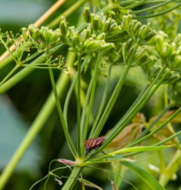 Avrupa Ozan Böceği ya da İtalyan Çizgili Kalkan Böceği, Graphosoma Lineatum, çimenlere tırmanıyor.