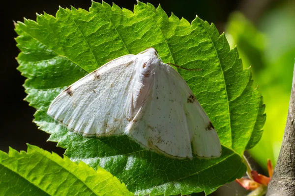 Lomographa Temerata Est Papillon Famille Des Geometridae Teigne Argentée Voilée — Photo