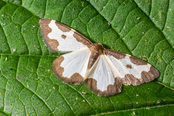 Motýl Lomaspilis Marginata Bílými Křídly Šedé Skvrny Sedí Listu Zeleném — Stock fotografie