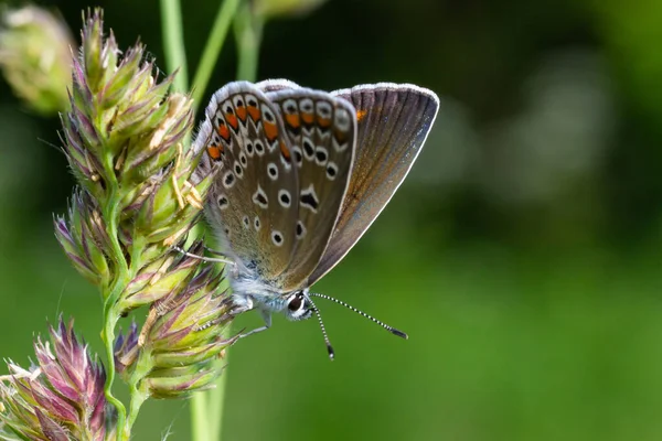 Foto Cerca Mariposa Polyommatus Icarus Que Sienta Sobre Una Hierba — Foto de Stock