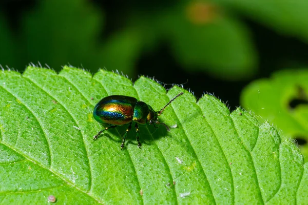 Böcek Chrysolina fastuosa yeşil yaprakların üzerindeki resimleri kapatır..