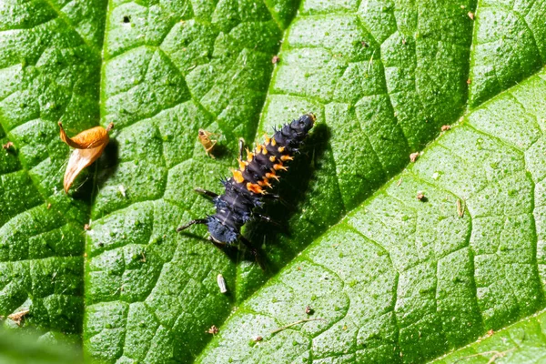 Larva Inseto Joaninha Pupa Coccinellidae Close Estágio Pupal Alimentando Vegetação — Fotografia de Stock