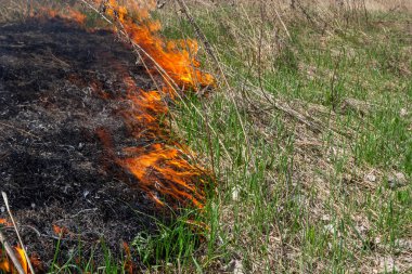 Burning old dry grass. Tongues red flame and burning dry yellowed grass in smoke.