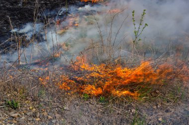 Bahçede eski kuru otları yakmak. Tarlada yanan kuru otlar. Orman yangını. Sakal tarlası çiftçiler tarafından yakılıyor. Sahada yangın.