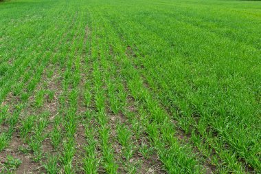 Toprakta yetişen küçük buğday fideleri. Tarım ve tarım teması. Organik gıda sahada üretiliyor. Doğal arkaplan.