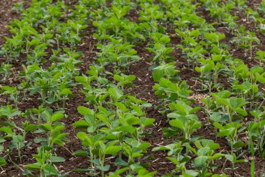 Baharda tarlada taze yeşil soya bitkileri. Sıralar dolusu taze soya fasulyesi..