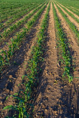 Toprak tarlasında yetişen genç yeşil buğday fideleri. Gün batımında tarlada filizlenen çavdar tarlasına yaklaş..