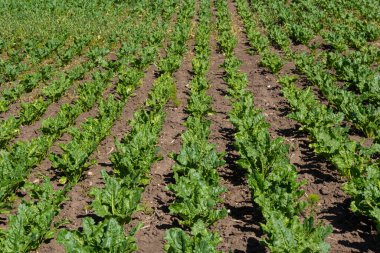 Şeker pancarı tarlasının tarım manzarası. Şeker pancarları gençtir. Şeker pancarı tarlası.