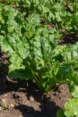 Şeker pancarı tarlasının tarım manzarası. Şeker pancarları gençtir. Şeker pancarı tarlası.
