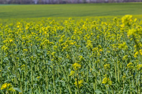 菜種の開花フィールド 花を咲かせる菜の花が終わります 黄色のコルザ油種農業 ブラシカナプスが咲く風景 緑のエネルギー 菜種作物 — ストック写真