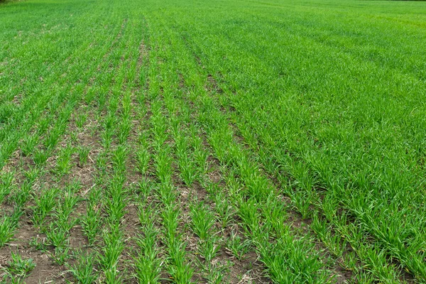 Toprakta yetişen küçük buğday fideleri. Tarım ve tarım teması. Organik gıda sahada üretiliyor. Doğal arkaplan.