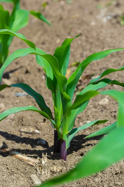 Closeup Green Corn Sprouts Planted Neat Rows Blue Sky Copy — Stock Photo, Image