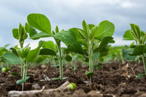 Plantes Fraîches Soja Vert Sur Champ Printemps Rangées Jeunes Plants — Photo