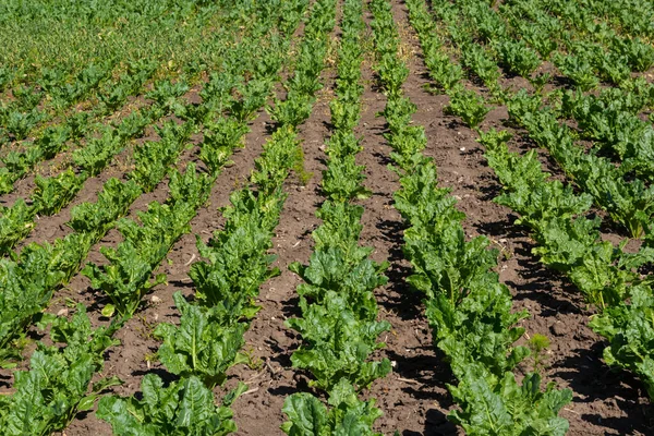Şeker pancarı tarlasının tarım manzarası. Şeker pancarları gençtir. Şeker pancarı tarlası.