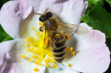 Bal arısı Apis Mellifera çalı köpeğinin beyaz çiçeğinin polenini topluyor. Latin Rosa Canina, Elentine devlet çiçeği veya Iowa ve Kuzey Dakota 'nın devlet sembolü olarak da adlandırılan tatlı bir çatalkuyruğuna benzer..