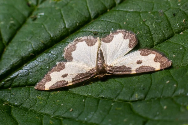 Schmetterling Lomaspilis Marginata Mit Weißen Flügeln Und Grauen Flecken Sitzt — Stockfoto